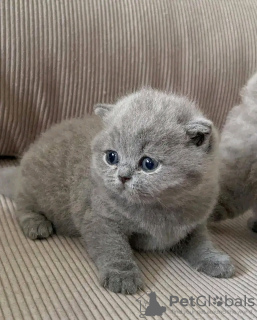 Photo №1. british shorthair - à vendre en ville de Роттердам | 360€ | Annonce № 13826