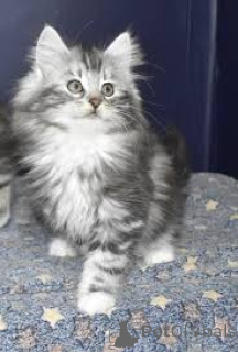 Photo №2 de l'annonce № 171552 de la vente chat des forêts norvégiennes - acheter à La finlande annonce privée, éleveur
