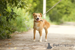 Photo №2 de l'annonce № 150470 de la vente chien bâtard - acheter à Fédération de Russie annonce privée