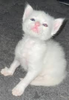 Photo №3. Chatons Turkse Angora à acheter. Belgique