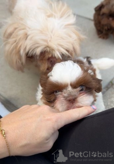 Photo №4. Je vais vendre shih tzu en ville de Arizona.  - prix - 379€