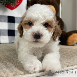 Photo №2 de l'annonce № 134927 de la vente  - acheter à Allemagne 