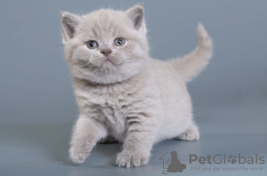 Photo №2 de l'annonce № 120617 de la vente british shorthair - acheter à République Tchèque éleveur