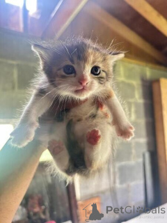 Photo №1. american curl - à vendre en ville de Bernau | 350€ | Annonce № 170889