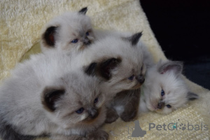 Photos supplémentaires: Chatons Ragdoll vaccinés à vendre disponibles maintenant pour les maisons de