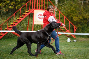 Photos supplémentaires: Grands chiots du berger d'Asie centrale