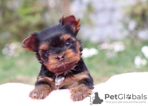 Photo №2 de l'annonce № 97259 de la vente chihuahua, yorkshire terrier - acheter à Allemagne annonce privée