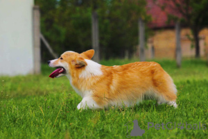 Photo №3. Welsh Corgi pembroke à vendre femelle. Serbie