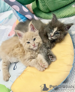 Photo №4. Je vais vendre maine coon en ville de Colorado Springs. éleveur - prix - 284€