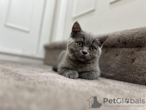 Photo №3. Chatons British Shorthair de race pure. Allemagne