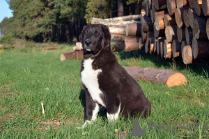 Photo №3. Chiot du chien de berger d'Asie centrale / CAO / Alabai. La Roumanie