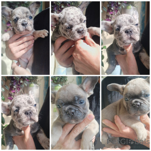 Photo №1. bouledogue - à vendre en ville de Brest | Gratuit | Annonce №172393