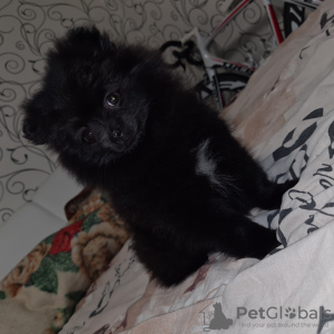 Photo №3. CHIOTS POMERANIENS (MINI/STANDARD). Pologne