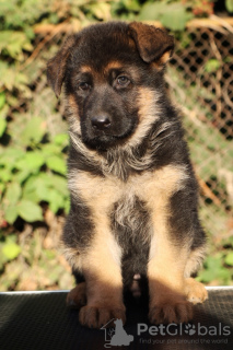 Photo №3. Chiots berger allemand. Fédération de Russie