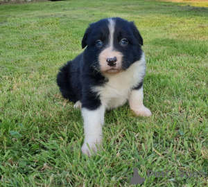 Photo №3. Adorables chiots Border Collie à adopter gratuitement. Allemagne