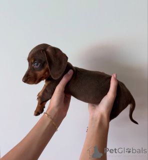 Photo №3. Prachtige teckelpuppy's zoeken een liefdevol new thuis. Pays Bas