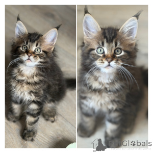 Photo №2 de l'annonce № 174691 de la vente maine coon - acheter à Belgique 