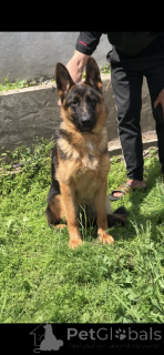 Photo №1. berger allemand - à vendre en ville de Srbobran | 250€ | Annonce №139199