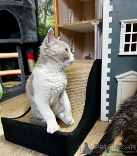 Photo №3. Selkirk rex chaton maintenant prêt. L'Autriche