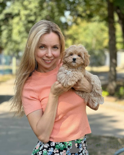 Photo №3. Chiots Maltipoo élevés dans une maison familiale. Allemagne