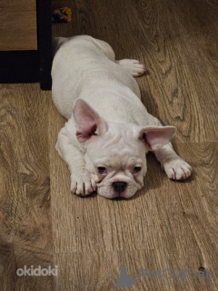 Photo №4. Je vais vendre bouledogue en ville de Tallinn. annonce privée - prix - 1800€