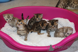 Photos supplémentaires: Des chatons Bengal en bonne santé, prêts dès maintenant pour de nouvelles