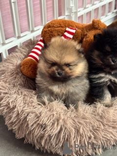 Photo №2 de l'annonce № 162730 de la vente spitz allemand - acheter à France éleveur