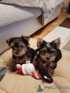 Photo №1. yorkshire terrier - à vendre en ville de Jülich | Gratuit | Annonce №118160