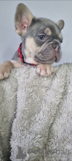 Photo №1. bouledogue - à vendre en ville de Helsinki | 400€ | Annonce №130491