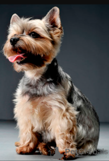 Photo №1. yorkshire terrier - à vendre en ville de Olten | 1200€ | Annonce №168928