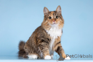 Photo №4. Je vais vendre  en ville de Khimki. annonce privée - prix - Gratuit