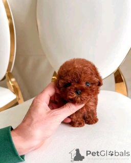 Photo №2 de l'annonce № 138973 de la vente caniche (jouet) - acheter à USA annonce privée, éleveur