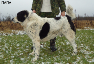 Photos supplémentaires: Chiot berger d'Asie centrale / mâle