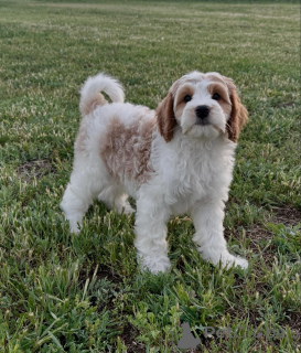 Photo №2 de l'annonce № 169004 de la vente chien bâtard - acheter à Allemagne éleveur