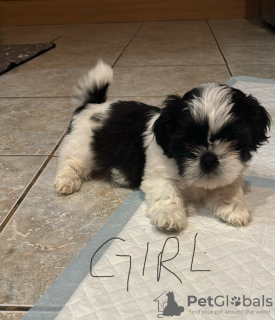 Photo №3. Chiot Shih Tzu de race pure à vendre. Allemagne