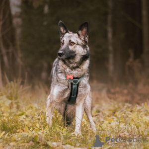 Photo №1. chien bâtard - à vendre en ville de Москва | Gratuit | Annonce №66096