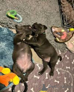 Photo №3. Chiots Staffordshire Bull Terrier à vendre. La Grande-Bretagne