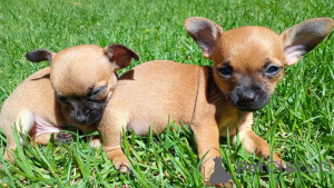 Photo №1. chihuahua - à vendre en ville de Feldkircch | négocié | Annonce №170071