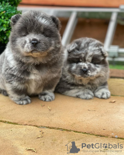 Photo №1. chow-chow - à vendre en ville de Stockholm | négocié | Annonce №96295