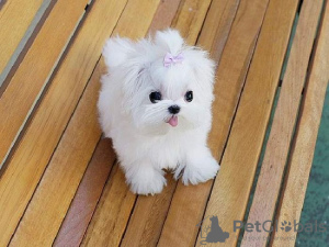 Photo №1. bichon maltais - à vendre en ville de Melbourne | Gratuit | Annonce №123343