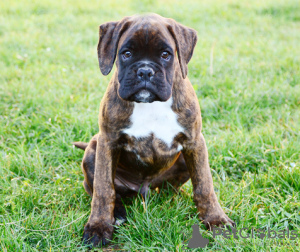 Photo №1. boxer - à vendre en ville de Berlin | 260€ | Annonce №101234