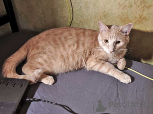 Photo №1.  - à vendre en ville de Moskova | Gratuit | Annonce № 163751