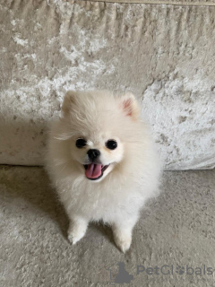 Photo №3. Tasse à thé de Poméranie. France