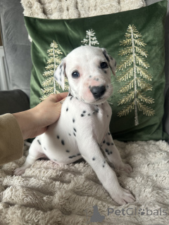 Photo №4. Je vais vendre dalmatien en ville de Berlin. annonce privée - prix - 480€