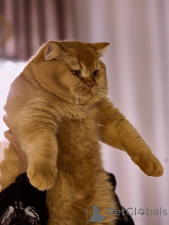 Photo №3. Chaton mâle britannique à poil court. Pays Bas