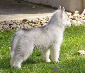 Photo №2 de l'annonce № 168783 de la vente shiba - acheter à USA 