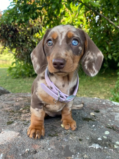 Photo №3. Douce, intelligente et pleine d'audace, le cœur de Lola est aussi chaleureux que. Suisse