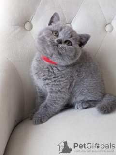 Photo №3. Chatons British Shorthair. Allemagne