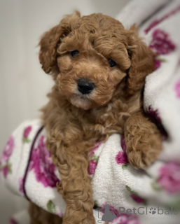 Photo №1. chien bâtard - à vendre en ville de Eisenstadt | 700€ | Annonce №172588