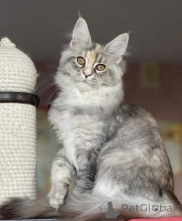 Photo №2 de l'annonce № 163186 de la vente maine coon - acheter à Allemagne éleveur